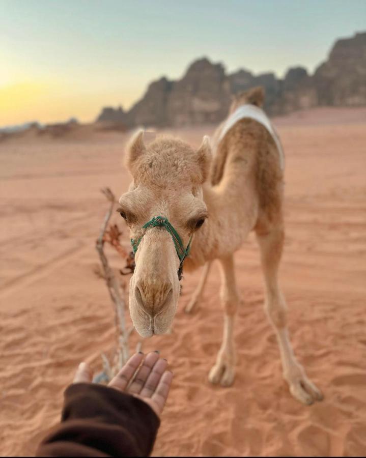 Wadi Rum Desert Camp Екстер'єр фото