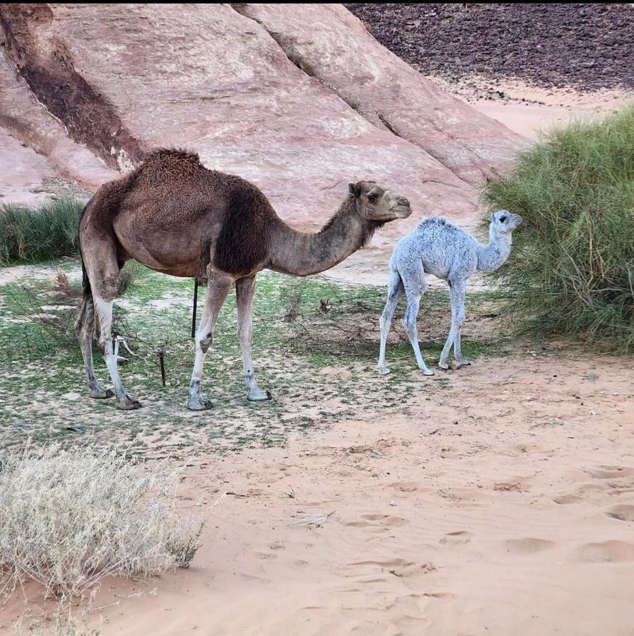 Wadi Rum Desert Camp Екстер'єр фото